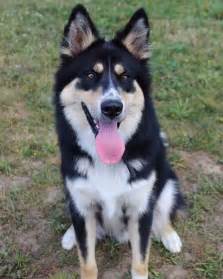 border collie husky hybrid.